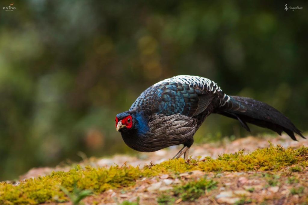 THE KALIJ PHEASANT – aviha